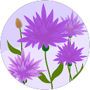 Aria R. profile picture